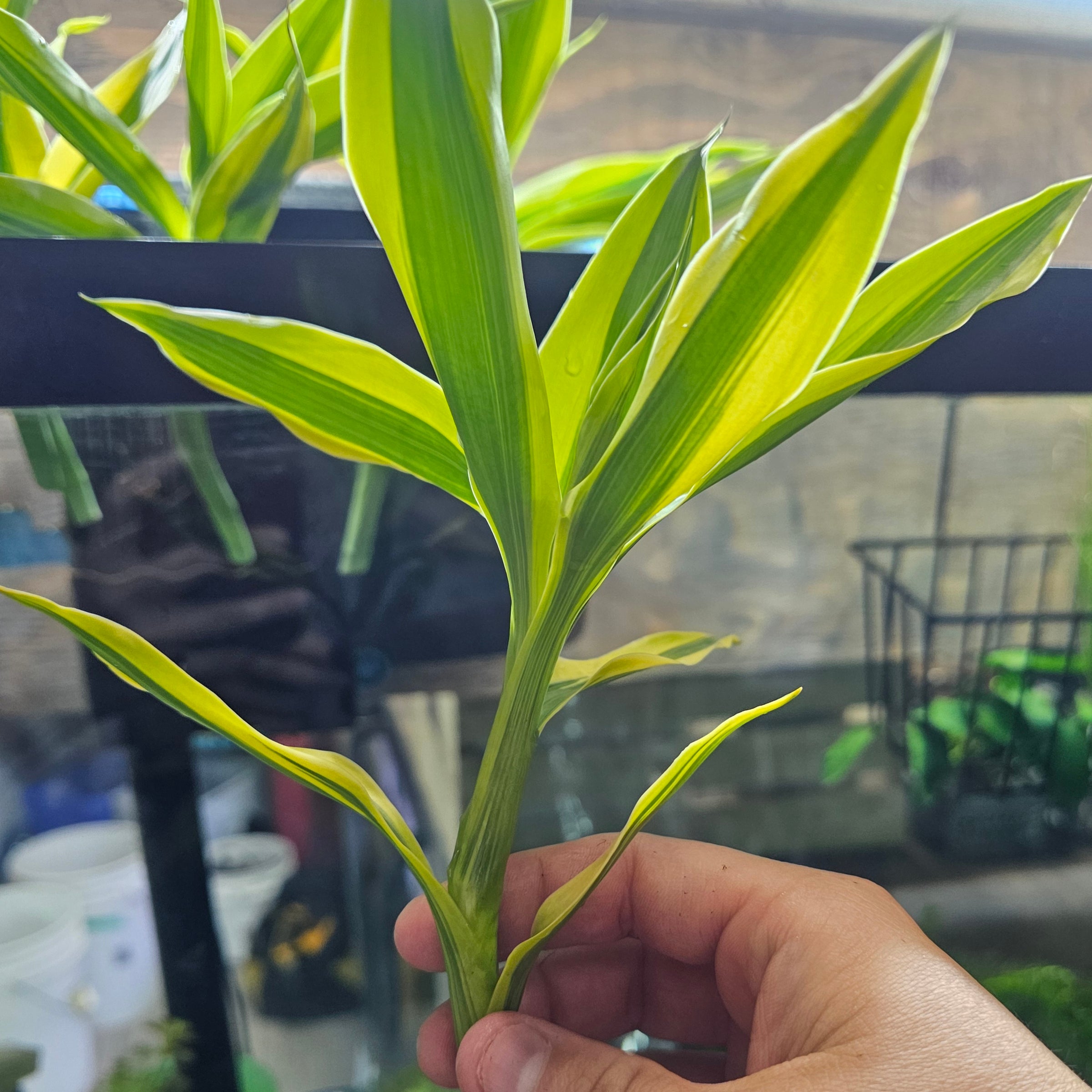 where to buy a pothos Pothos Epipremnum aureum 'Jessenia' main image 1